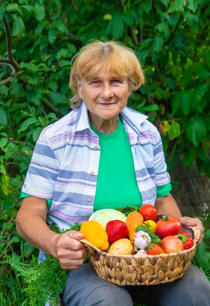 Бабушка Саду Урожаем Овощей Выборочный Фокус Еда — стоковое фото
