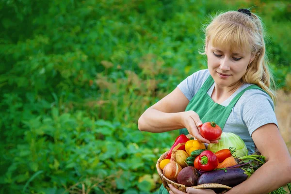 Wanita Petani Kebun Sayuran Dengan Panen Sayur Sayuran Fokus Selektif — Stok Foto