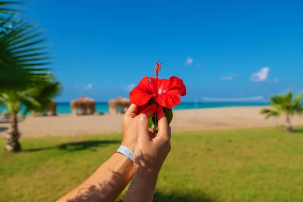 Mulher Férias Pelo Mar Flor Hibisco Mãos Foco Seletivo Natureza — Fotografia de Stock