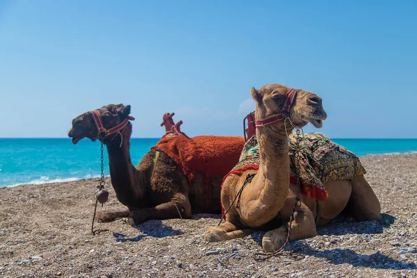 Camellos Costa Del Mar Del Desierto Enfoque Selectivo Naturaleza —  Fotos de Stock