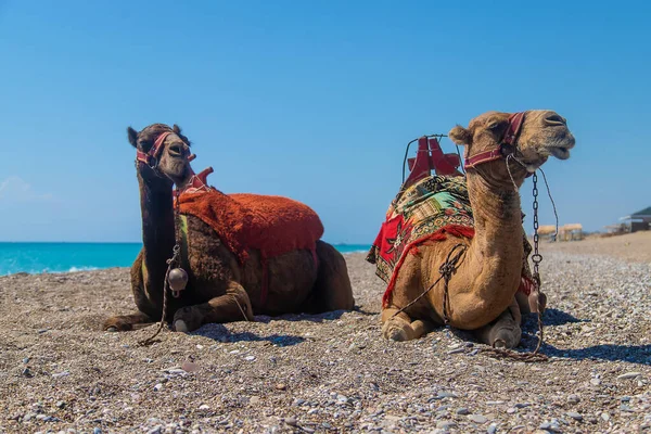 Camellos Costa Del Mar Del Desierto Enfoque Selectivo Naturaleza —  Fotos de Stock