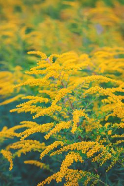 Bir tarlada yetişen bez parçaları. Seçici odaklanma. Doğa.
