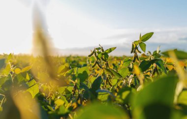 Bir tarlada büyüyen soya fasulyesi. Seçici odaklanma. Doğa.