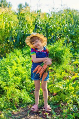 Bahçede havuç hasadı yapan bir çocuk. Seçici odaklanma. Çocuk.