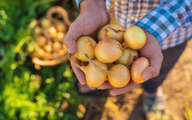 Soğan hasadı yapan bir çiftçi. Seçici odaklanma. Yiyecek..