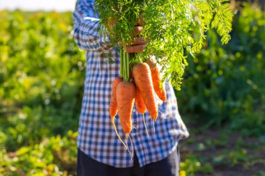 Bir çiftçinin ellerinde havuç hasadı. Seçici odaklanma. Çocuk.
