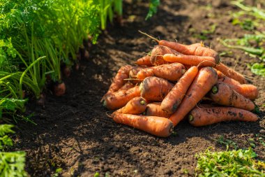 Bahçede havuç hasadı. Seçici odaklanma. Yiyecek..