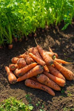 Bahçede havuç hasadı. Seçici odaklanma. Yiyecek..