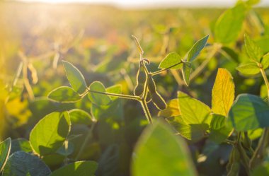 Bir tarlada büyüyen soya fasulyesi. Seçici odaklanma. Doğa.
