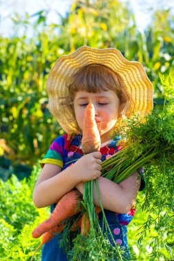 Bahçede havuç hasadı yapan bir çocuk. Seçici odaklanma. Çocuk.
