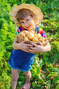 Bahçede soğan hasadı olan bir çocuk. Seçici odaklanma. yiyecek.
