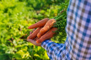 Bir çiftçinin ellerinde havuç hasadı. Seçici odaklanma. Çocuk.