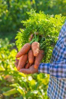 Bir çiftçinin ellerinde havuç hasadı. Seçici odaklanma. Çocuk.