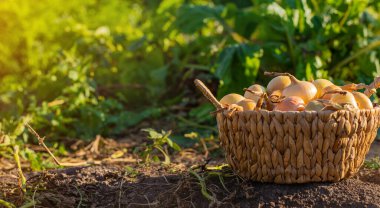 Bahçede soğan hasadı. Seçici odaklanma. Yiyecek..