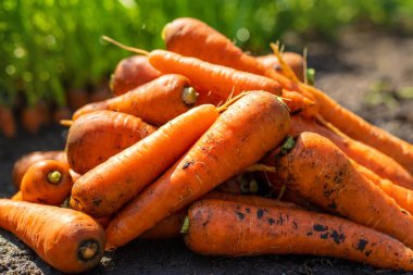 Bahçede havuç hasadı. Seçici odaklanma. Yiyecek..