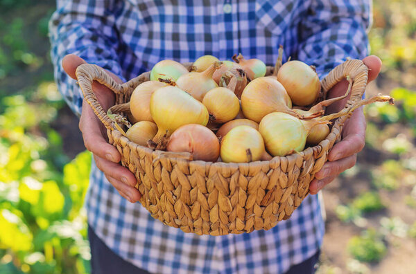 A farmer holding an onion harvest. Selective focus. Food.