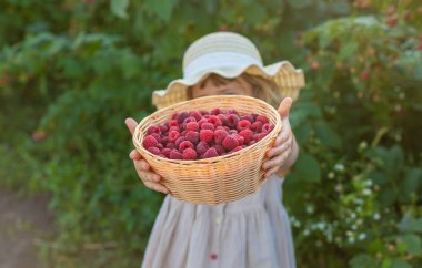 Bahçesinde ahududu hasadı olan bir çocuk. Seçici odaklanma. yiyecek.