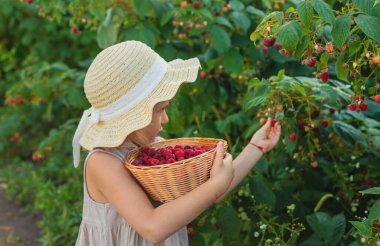 Bahçesinde ahududu hasadı olan bir çocuk. Seçici odaklanma. yiyecek.