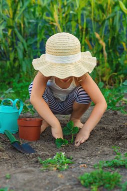Bir çocuk bahçeye çilek eker. Seçici odaklanma. Çocuk.