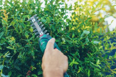 Bir bahçıvan bahçede çalıları buduyor. Seçici odaklanma. Doğa.