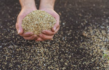Seeding lawn grass in the garden. Selective focus. Nature.