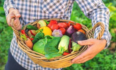 Bahçesinde sebzeleri olan bir erkek çiftçi. Seçici odaklanma. Yiyecek..