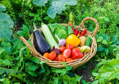 Bahçede bir sepet sebze. Seçici odaklanma. Yiyecek..