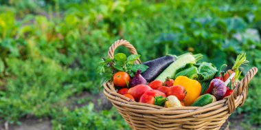 Bahçede bir sepet sebze. Seçici odaklanma. Yiyecek..