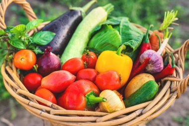 Bahçede bir sepet sebze. Seçici odaklanma. Yiyecek..