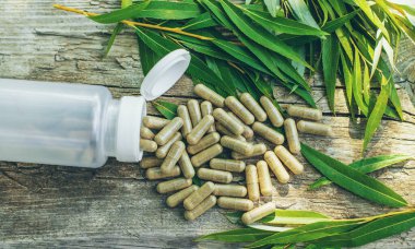 Beyaz söğüt takviyesi ve özü. Seçici odaklanma. Doğa.