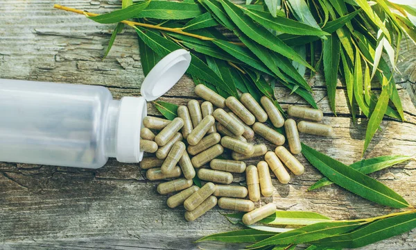 Beyaz söğüt takviyesi ve özü. Seçici odaklanma. Doğa.