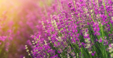 Tarlada lavanta tomurcuklanıyor. Seçici odaklanma. Doğa.