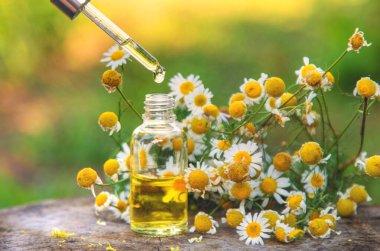 Bahçede papatya yağı var. Seçici odaklanma. Doğa.