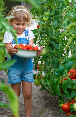 Bahçede elinde domates olan bir çocuk. Seçici odaklanma. çocuk.
