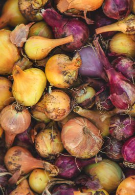 Bahçede soğan hasadı. Seçici odaklanma. Yiyecek..