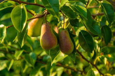 Armutlar bahçede yetişir. Seçici odaklanma. Doğa.