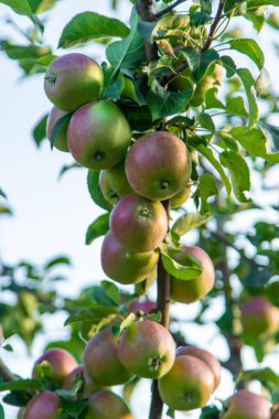 Meyve bahçesindeki bir ağaçtaki elmalar. Seçici odaklanma. yiyecek.