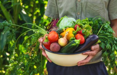 Bir erkek çiftçi bahçede sebze topluyor. Seçici odaklanma. yiyecek.