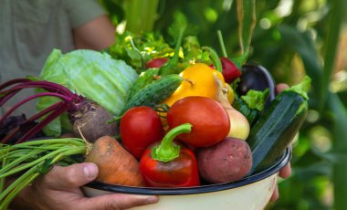 Bir erkek çiftçi bahçede sebze topluyor. Seçici odaklanma. yiyecek.
