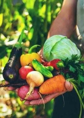 Bir erkek çiftçi bahçede sebze topluyor. Seçici odaklanma. yiyecek.