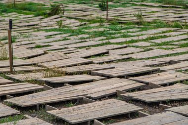 Çiftlikte salyangoz yetiştiriyorum. Seçici odaklanma. hayvan.