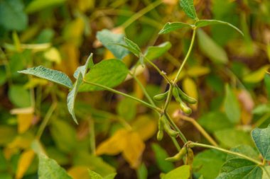 Soya fasulyesi tarlada yetişir. Seçici odaklanma. Doğa.