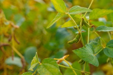 Soya fasulyesi tarlada yetişir. Seçici odaklanma. Doğa.