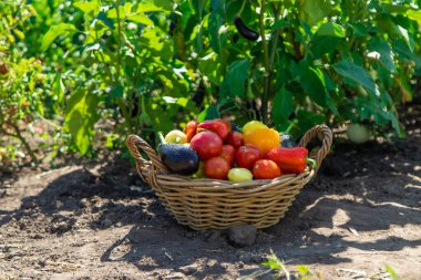 Bahçeden farklı sebzeler topla. Seçici odaklanma. Yiyecek..