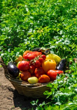 Bahçeden farklı sebzeler topla. Seçici odaklanma. Yiyecek..
