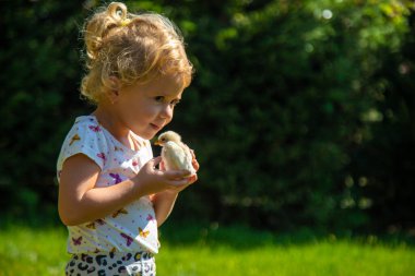 Bir çocuk bir tavukla oynar. Seçici odaklanma. hayvan.