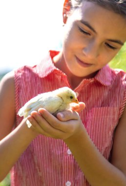 Bir çocuk bir tavukla oynar. Seçici odaklanma. hayvan.