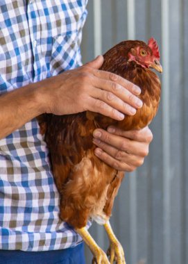 Çiftçi elinde bir tavuk tutuyor. Seçici odaklanma. hayvan.