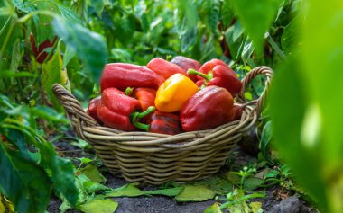 Bahçede tatlı biber hasadı. Seçici odaklanma. yiyecek.