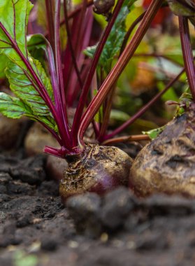 Bahçede pancar hasadı. Seçici odaklanma. Yiyecek..